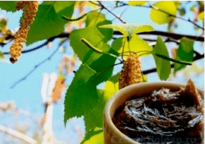 Fungus birch tar