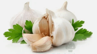 Fungus garlic